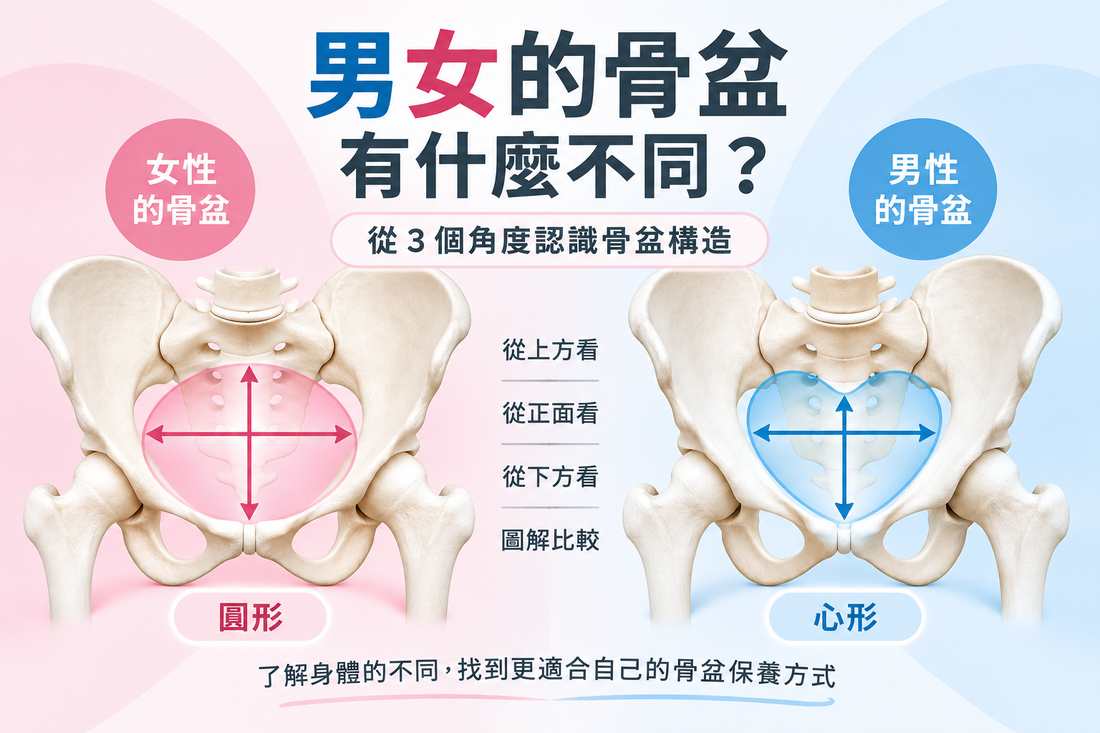 男女的骨盆有什麼不同？從3個角度認識骨盆構造｜BODY SPROUT　健康專欄 Vol.05