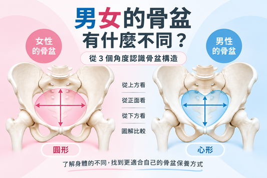 男女的骨盆有什麼不同？從3個角度認識骨盆構造｜BODY SPROUT　健康專欄 Vol.05